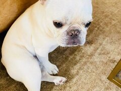 Pui de Buldog francez mascul disponibil