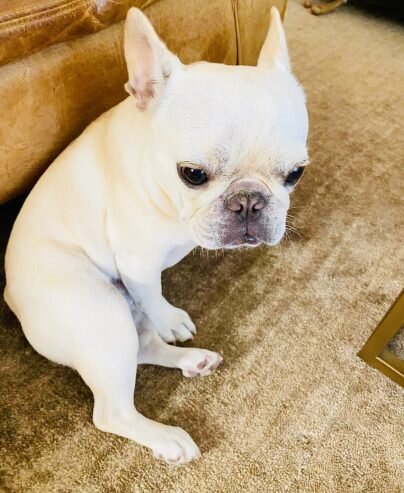 Pui de Buldog francez mascul disponibil.
