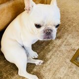 Pui de Buldog francez mascul disponibil