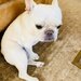 Pui de Buldog francez mascul disponibil.